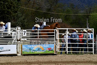 Wild Saddle Cow Sec 1&2